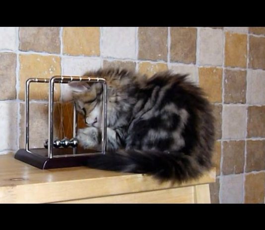 Gattini e il pendolo di Newton