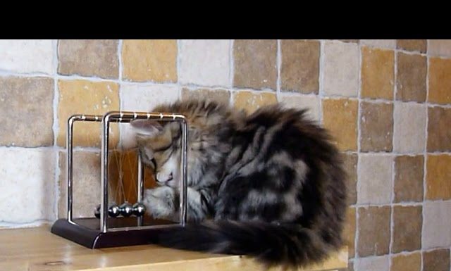 Gattini e il pendolo di Newton