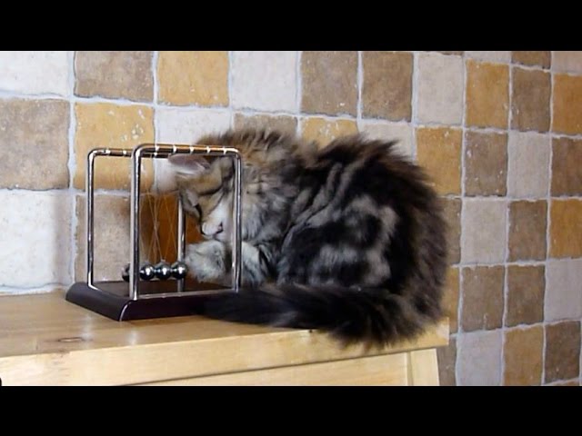 Gattini e il pendolo di Newton
