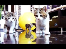 Gattini e bolle di sapone