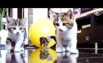 Gattini e bolle di sapone