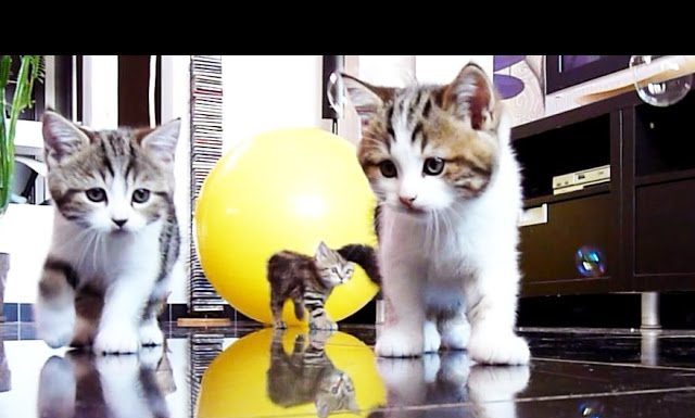 Gattini e bolle di sapone