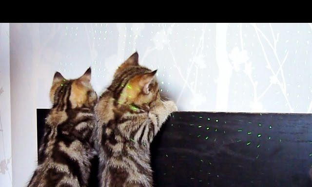 Gattini giocano con il laser
