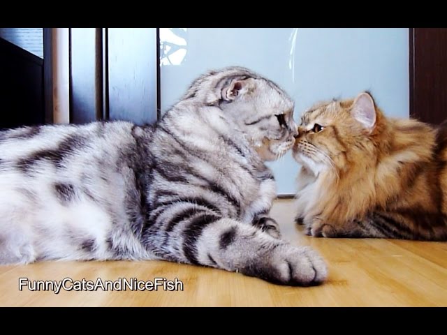 Quanto amore!