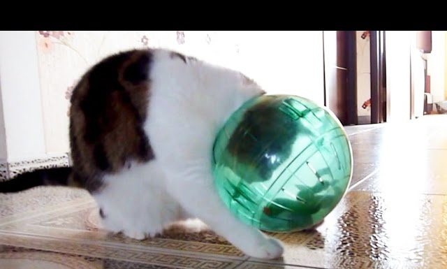 Rocky e la palla del criceto