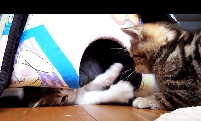 Gang of kittens – parte seconda