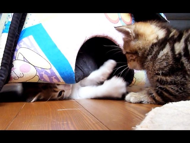 Gang of kittens – parte seconda