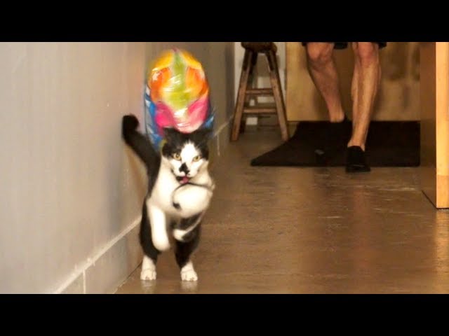 Gatto e palloncino