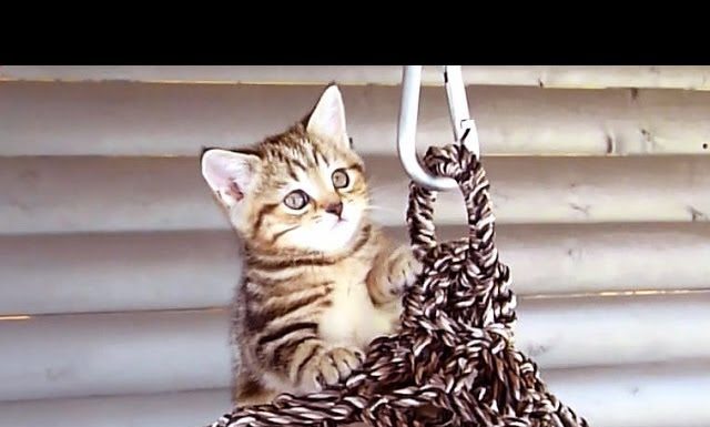 L’arrampicata di Oprah