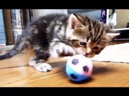 Ozzy vuole partecipare alla Fifa World Champions