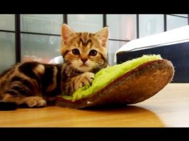 Paris e la sua nuova pantofola