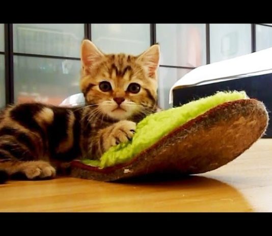 Paris e la sua nuova pantofola