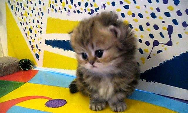 Tenero gattino persiano di 4 settimane