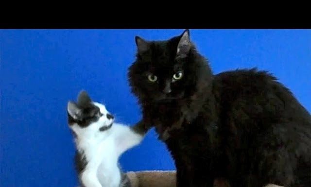 L’amore ci terrà uniti