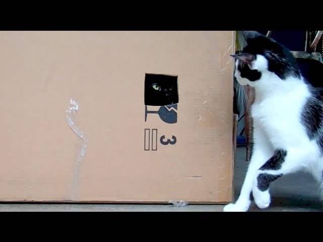 Shoko and the box