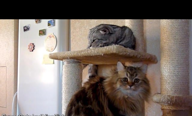 Siamo due belle sorelle