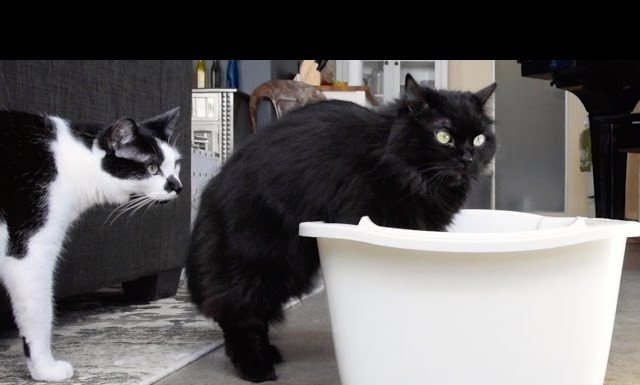 Come pulire in modo corretto la lettiera