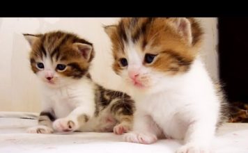 Orfey, il gattino più affamato al Mondo Orfey gattino affamato