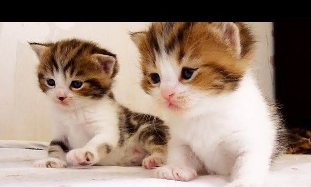 Orfey, il gattino più affamato al Mondo Orfey gattino affamato