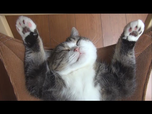 Maru dorme sull’amaca