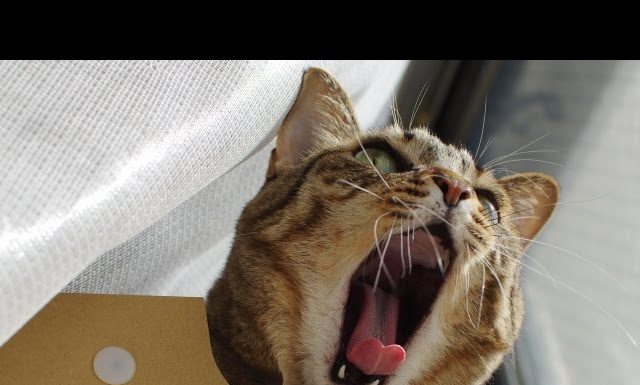 Quel cibo non mi piace