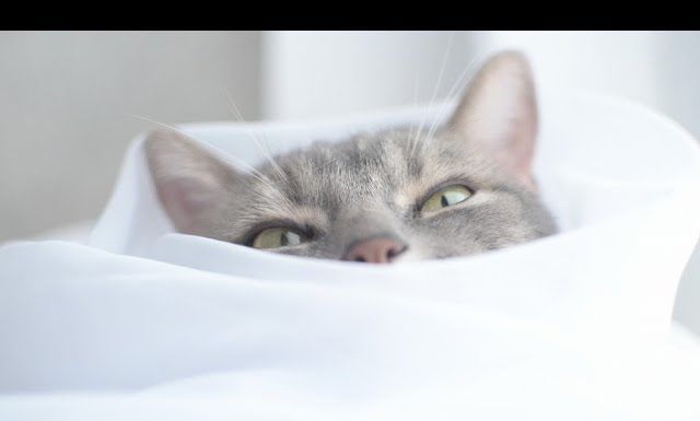 Chissà cosa sta sognando…