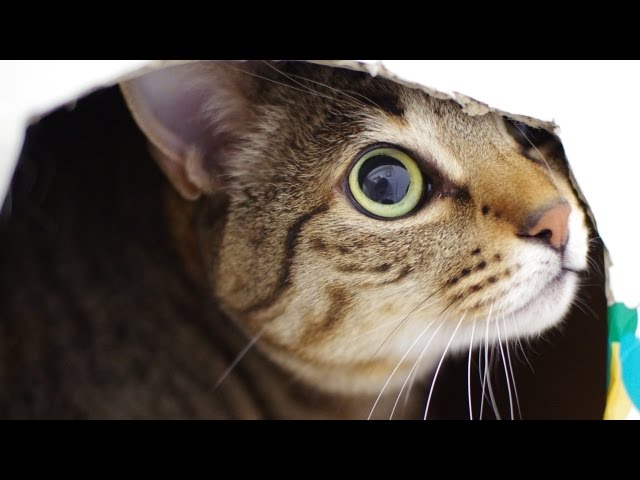 Gatti dispettosi