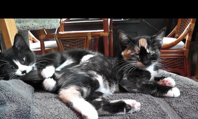 10 momenti divertenti di Roodi e Cupcake