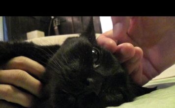 Un giorno speciale per Panther