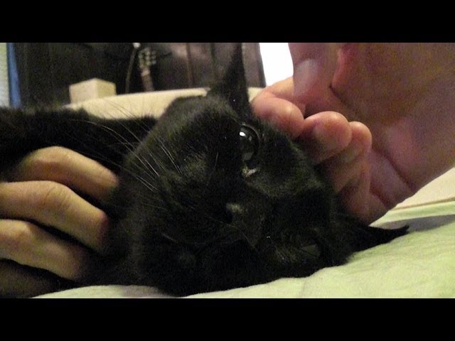 Un giorno speciale per Panther