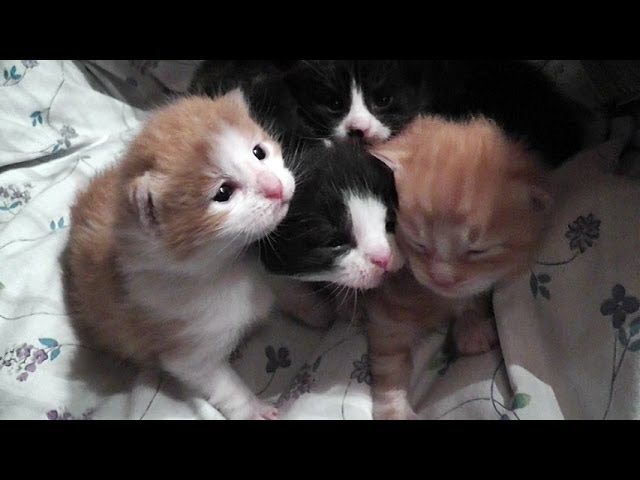 Gattini di due settimane chiamano la mamma
