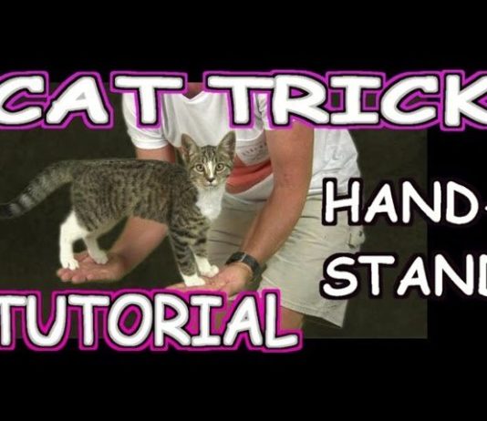 Come insegnare al gatto a salire sulle nostre mani