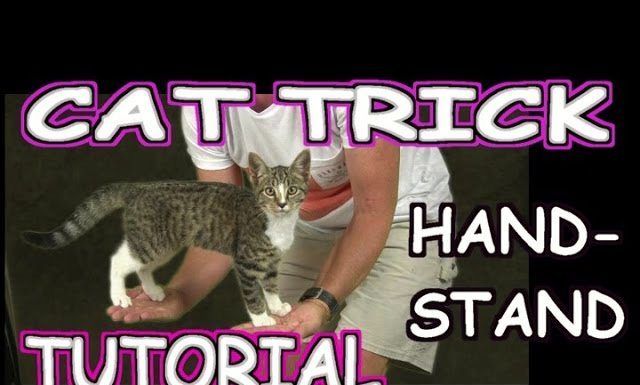 Come insegnare al gatto a salire sulle nostre mani