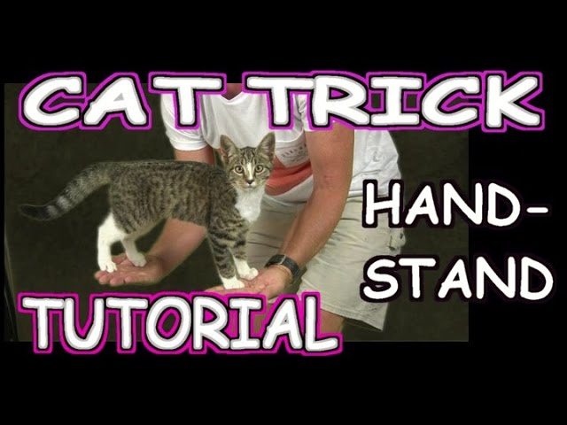 Come insegnare al gatto a salire sulle nostre mani