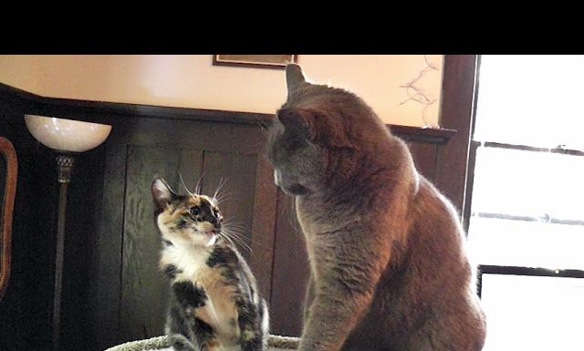 Un’epica battaglia per la conquista del tiragraffi