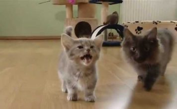 Gattino chiacchierone