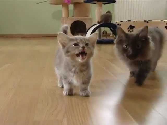 Gattino chiacchierone