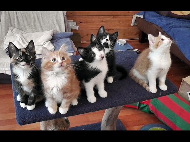 Anche i gattini si muovono a tempo di musica