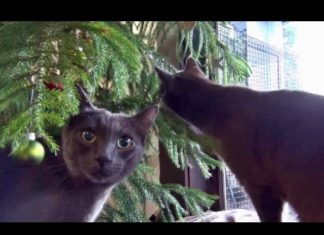 Panther e i suoi amici a Natale