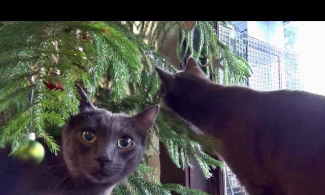 Panther e i suoi amici a Natale