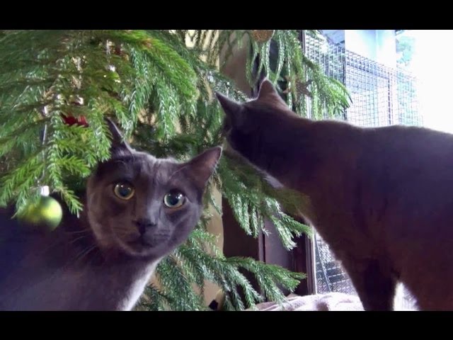 Panther e i suoi amici a Natale