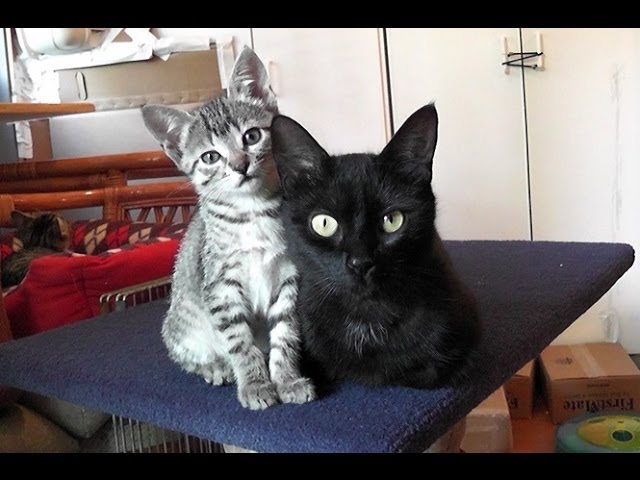 Una nuova tenera cucciolata