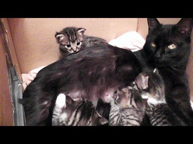 Cate e i suoi gattini