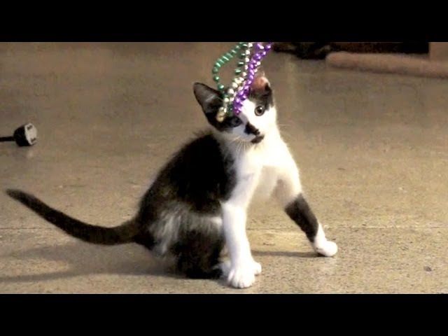 Kodi, dolce gattino