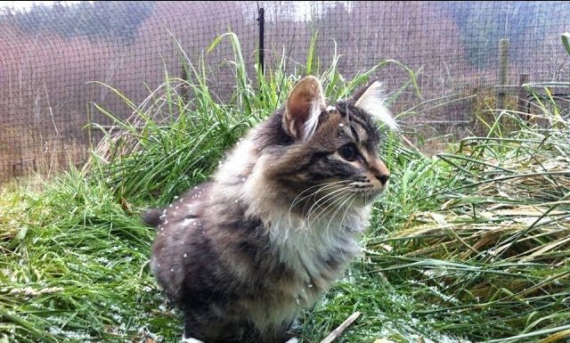 Lua e la prima nevicata