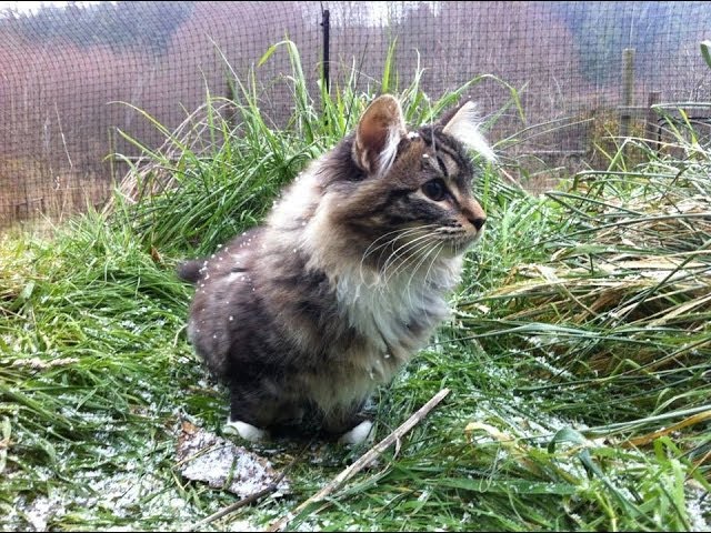 Lua e la prima nevicata