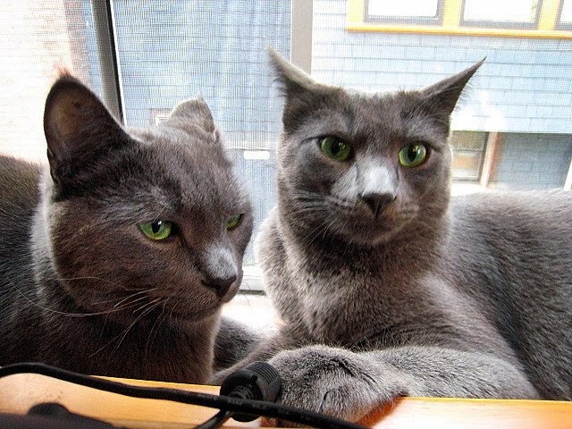 Monkey e Thunder, amore tra gatti