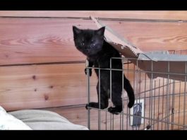 Gattini combina guai