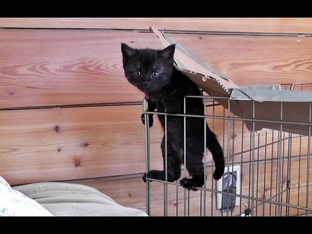 Gattini combina guai