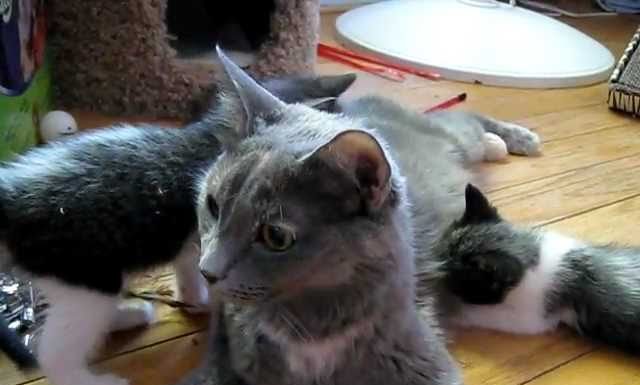 Kim chiama i suoi piccoli